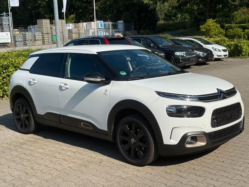 C4 Cactus
