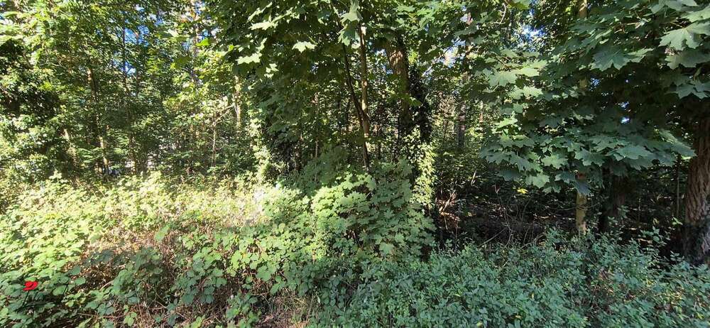 Grundstück mit Zukunftsperspektive – ca. 4.915 m² Waldfläche in Nuthetal zimmer