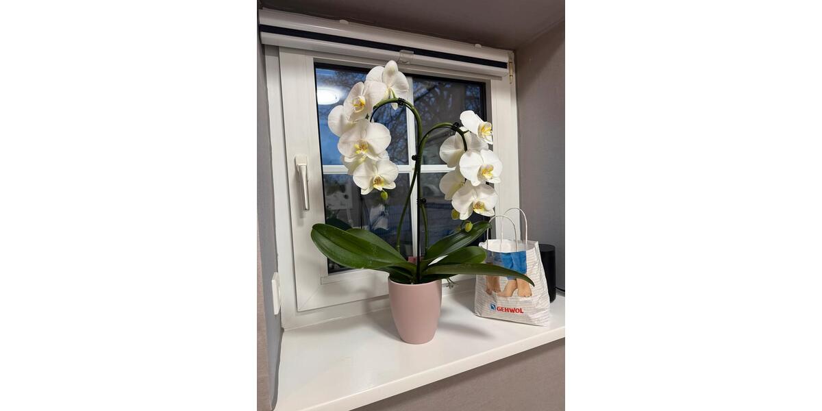 Gewerbeobjekt Delmenhorst Düsternort - 500&euro; | Angebot:25939556