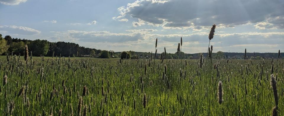 Etagenwohnung Rheinsberg Luhme - 1 Zimmer, 16 m&sup2;, 350&euro; | Angebot:25918266