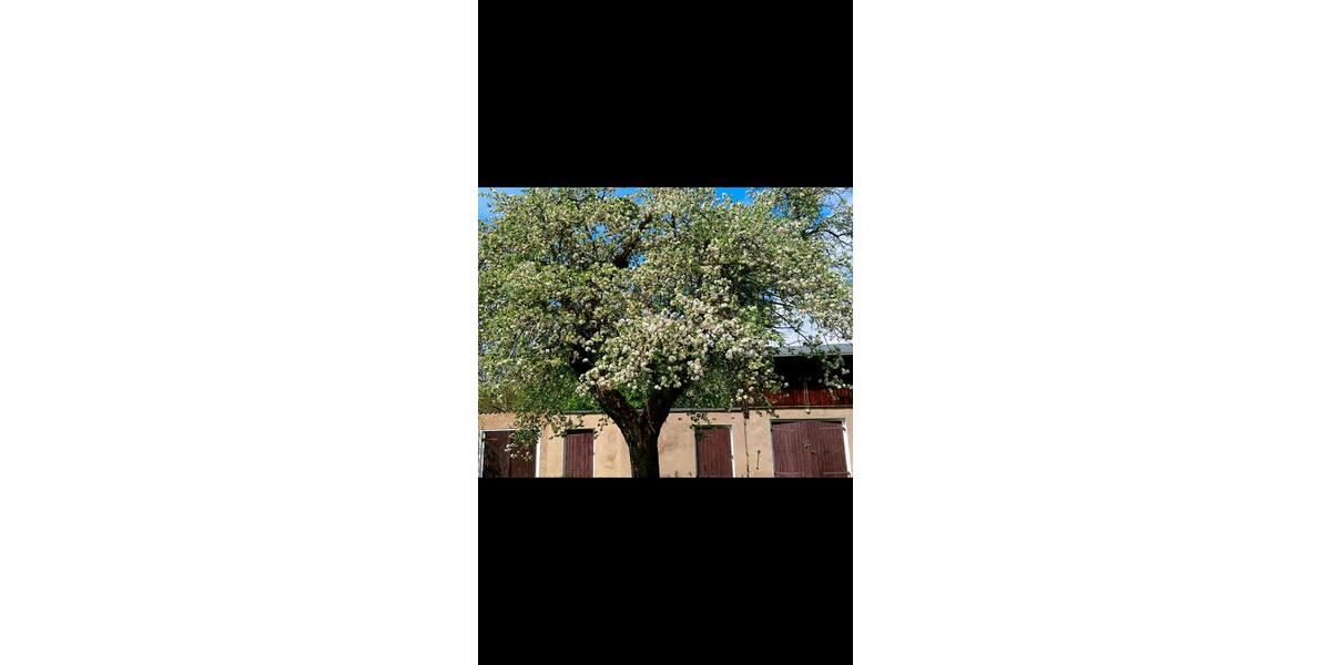 Einfamilienhaus Oberbarnim - 3 Zimmer, 120 m&sup2;, 278.500&euro; | Angebot:19991010