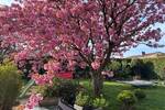 Einfamilienhaus Laage - 4 Zimmer, 135 m&sup2;, 450.000&euro; | Angebot:25670064