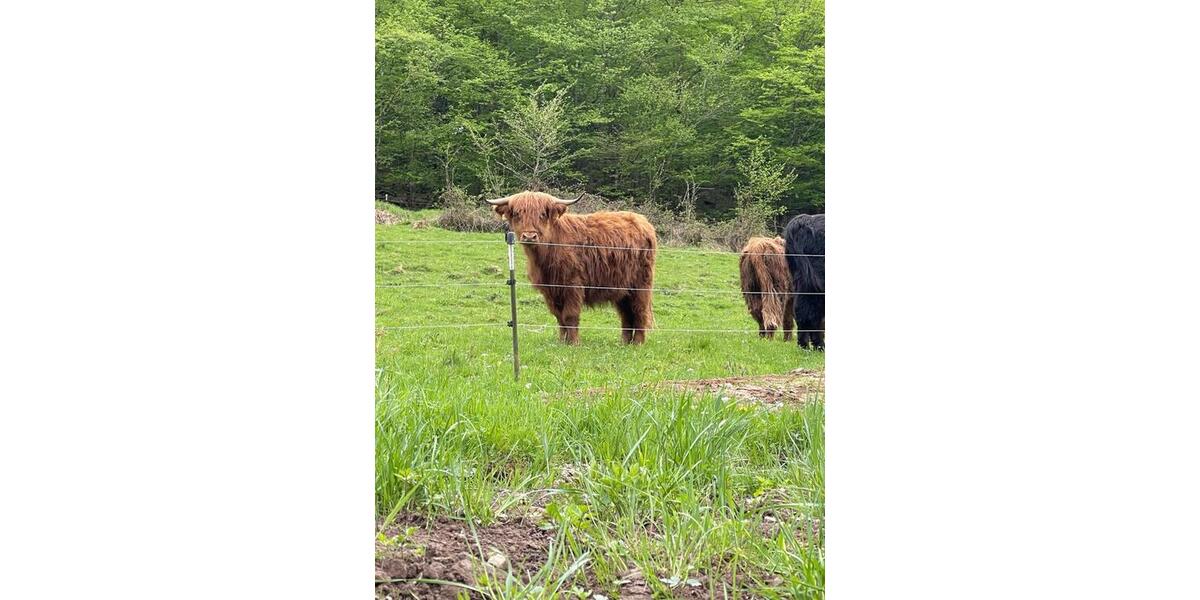 6 Zimmer pure Möglichkeiten in Naturlage - Eberbach im Odenwald 6 zimmer