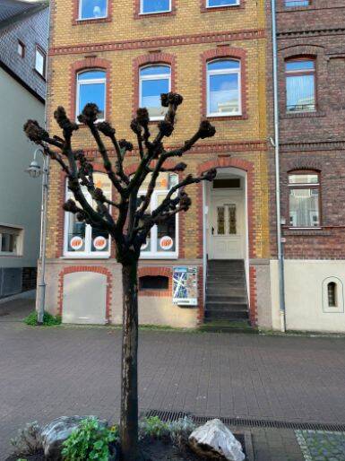 Gewerbeobjekt Sankt Goar St Goar - 218&euro; | Angebot:25977488
