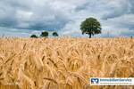 Grundstück Neuruppin - 116.130&euro; | Angebot:25983398