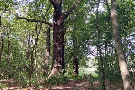 Wohnung Treuenbrietzen - 6 Zimmer, 160 m&sup2;, 1.440&euro; | Angebot:25832302