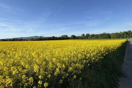 Gewerbeobjekt Sulzbach - 975.000&euro; | Angebot:24951756