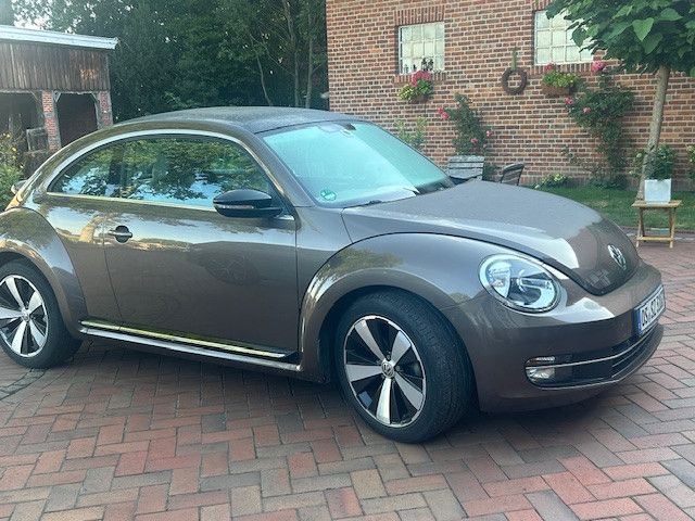 Beetle
