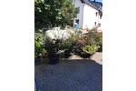 Erdgeschoßwohnung Schuld - 2 Zimmer, 45 m&sup2;, 450&euro; | Angebot:26125955