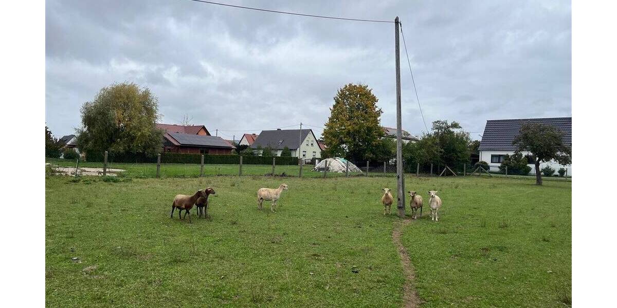 Grundstück Nichtewitz Nichtewitz - 20.000&euro; | Angebot:25679415