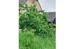 Einfamilienhaus Marktredwitz - 8 Zimmer, 235.000&euro; | Angebot:22131562