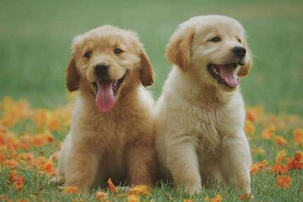 Grundstück zu verkaufen in Maisach 736.000 € 591 m² zimmer