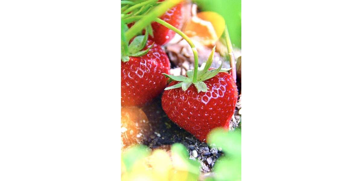 Etagenwohnung Oberkirch Tiergarten - 2 Zimmer, 48 m&sup2;, 410&euro; | Angebot:25531217