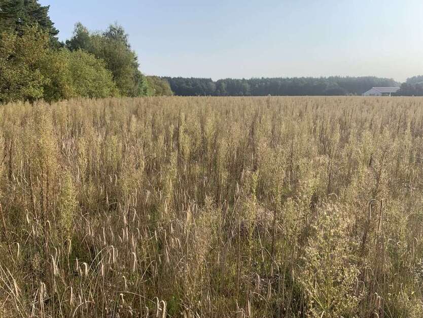 Grundstück in Letzlingen 36.000 € 18415 m²