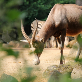 Late-Zoo: Sommerabend in der Welt der Tiere 23.07.2026 Erlebnis-Zoo Hannover