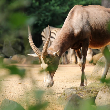 Late-Zoo: Sommerabend in der Welt der Tiere 25.06.2026 Erlebnis-Zoo Hannover