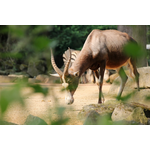 Late-Zoo: Sommerabend in der Welt der Tiere