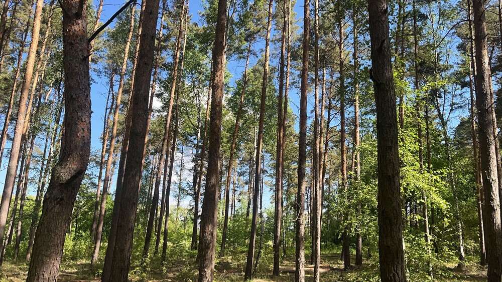 Grundstück in Drebkau 67.500 € 75454 m² zimmer