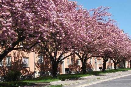 Zimmer Chemnitz Lutherviertel - 3 Zimmer, 63 m&sup2;, 362&euro; | Angebot:25899136