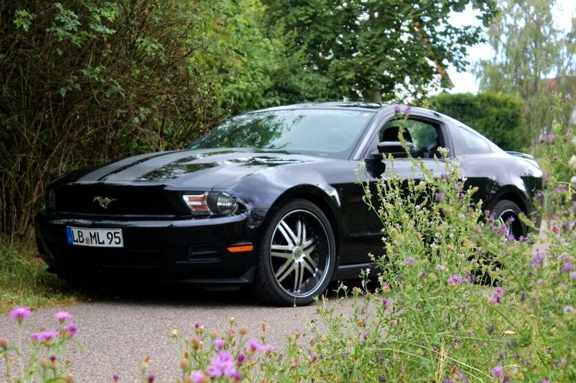 Mustang