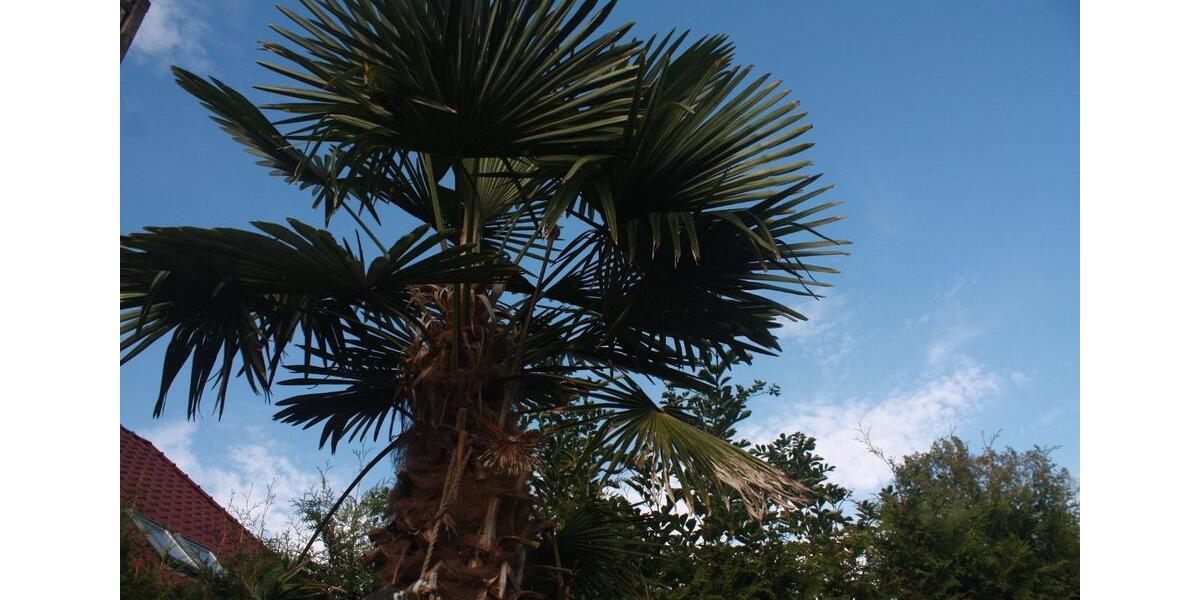 Doppelhaushälfte Marlow - 6 Zimmer, 135 m&sup2;, 412.900&euro; | Angebot:25394774