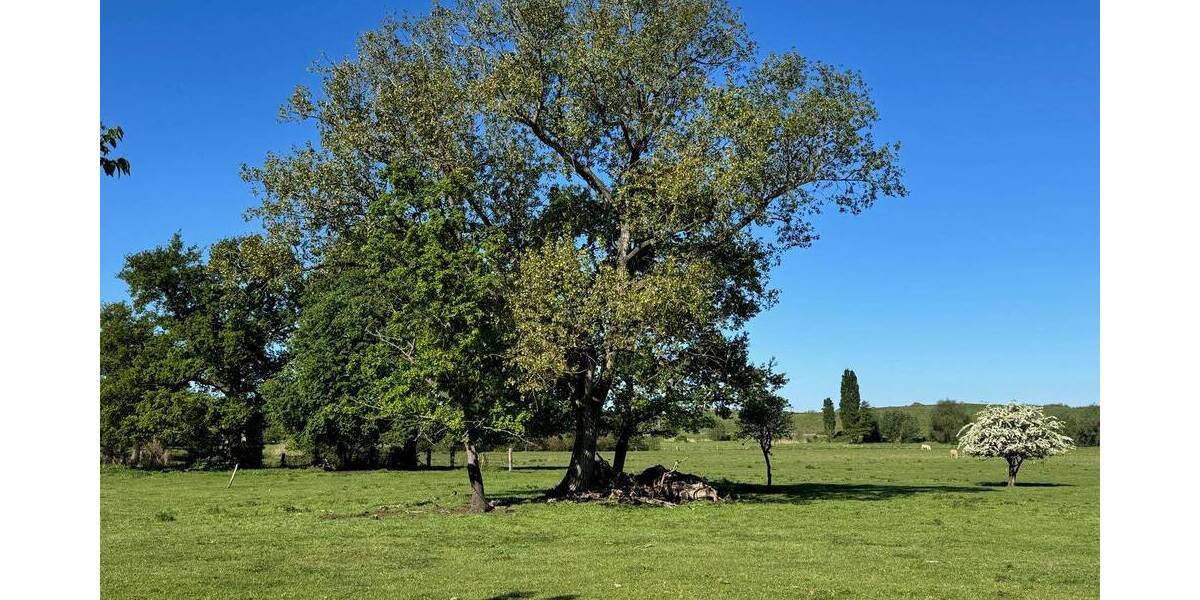 Grundstück Potsdam Golm - 878.750&euro; | Angebot:26161486