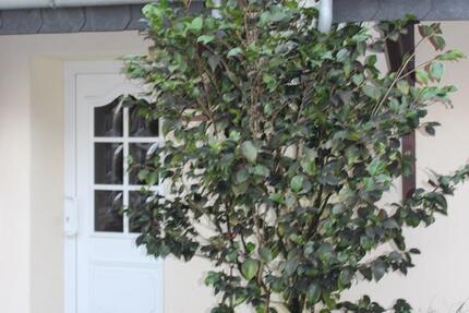 Haus Schortens - 3 Zimmer, 158 m&sup2;, 1.100&euro; | Angebot:25876054