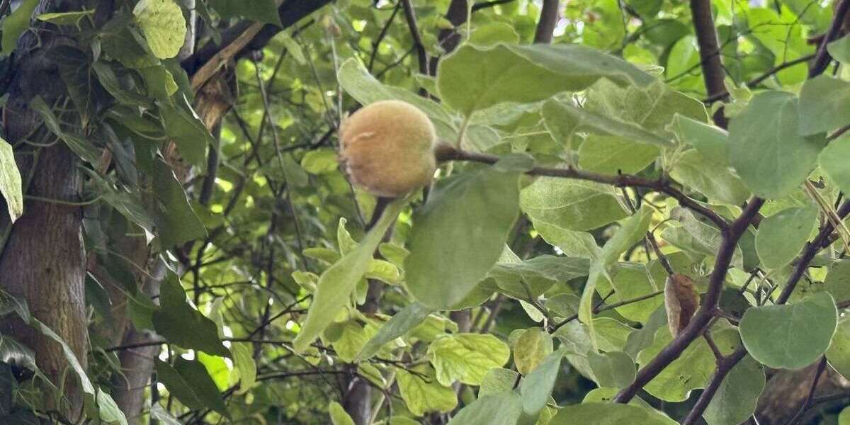 Grundstück Schorndorf - 250.000&euro; | Angebot:25382518