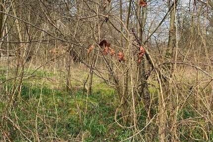 Baugrundstück in idyllischer und exponierter Randlage! zimmer
