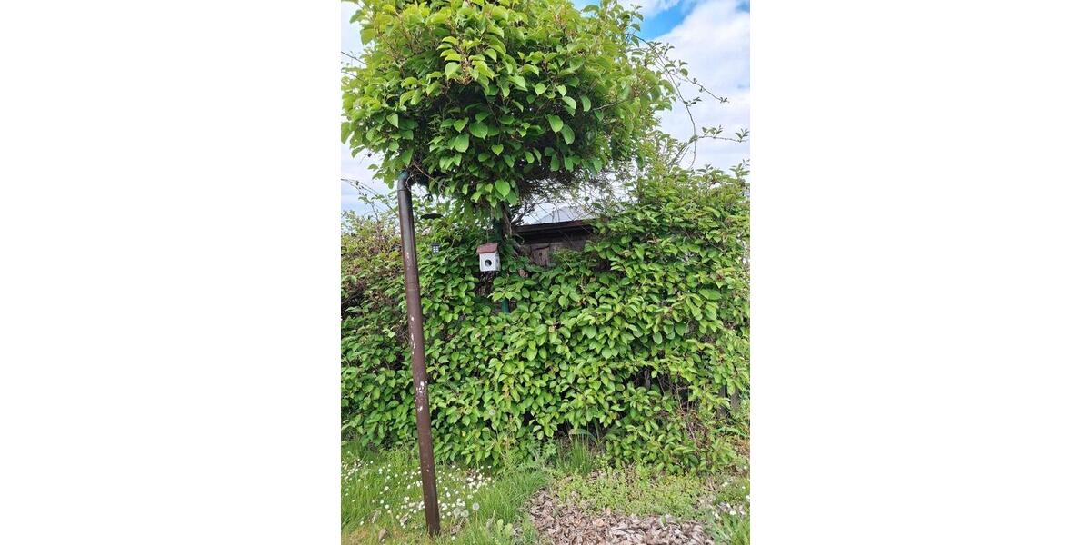 Grundstück Dresden Blasewitz - 3.900&euro; | Angebot:26694223