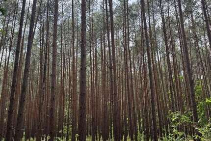 Grundstück Wulkow Wulkow - 35.000&euro; | Angebot:22449480