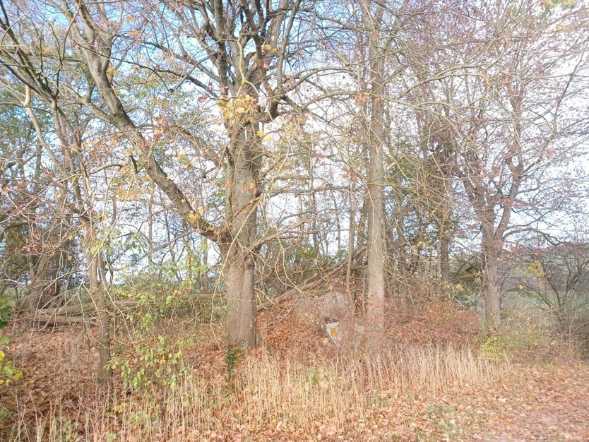 Gebotsverfahren: Waldgrundstück mit ehemaligem Trinkwasserbehälter in Rhumspringe (Landkreis Göttingen) zu verkaufen zimmer