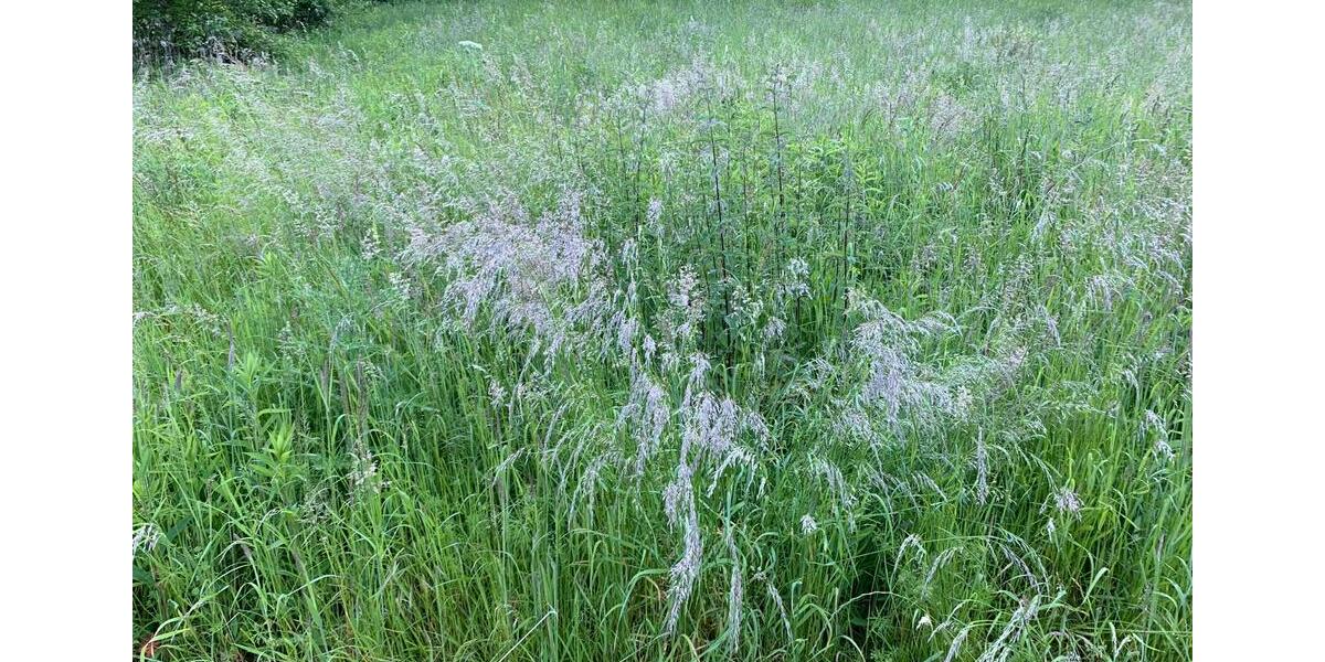 Grundstück Senheim - 14.450&euro; | Angebot:11233803