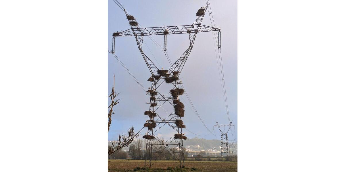 Reiheneckhaus in Nufringen 7 zimmer