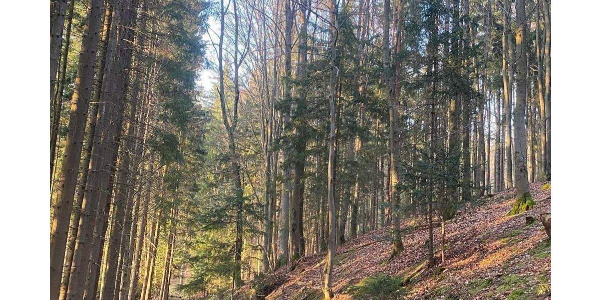 Grundstück Flossenbürg - 170.000&euro; | Angebot:26036735