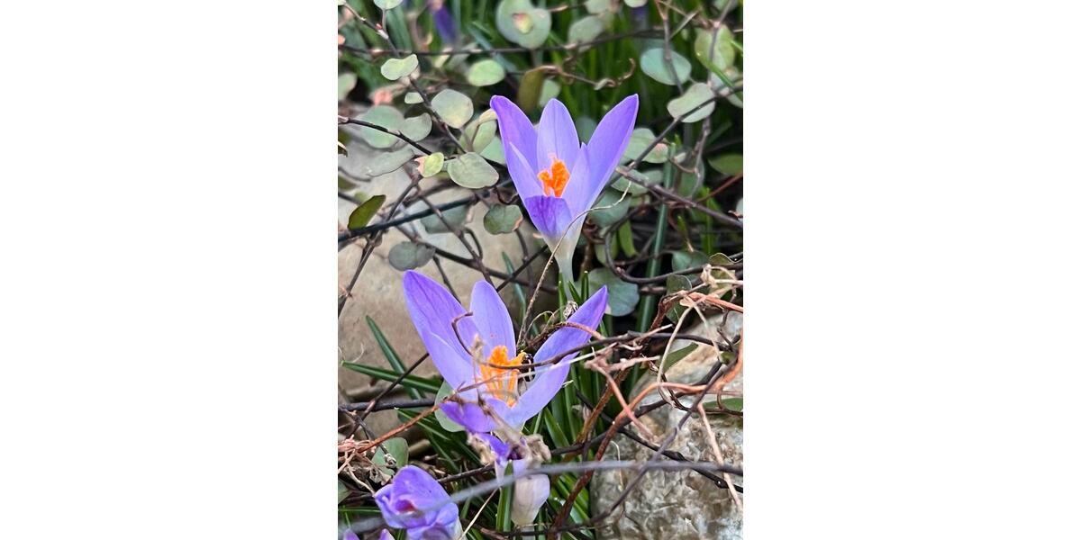 Reihenhaus Aachen Eilendorf - 250.000&euro; | Angebot:24981455