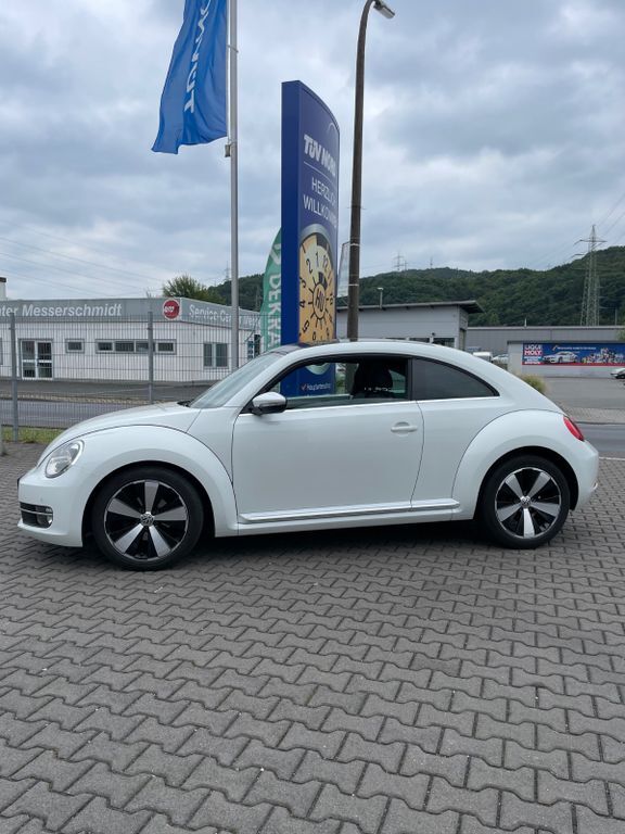 Beetle