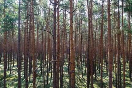 Grundstück Gardelegen Letzlingen - 52.000&euro; | Angebot:25994763