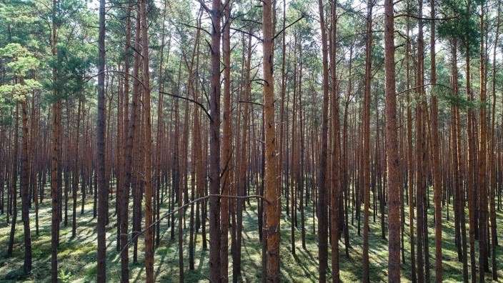 Grundstück Gardelegen Letzlingen - 52.000&euro; | Angebot:25994763