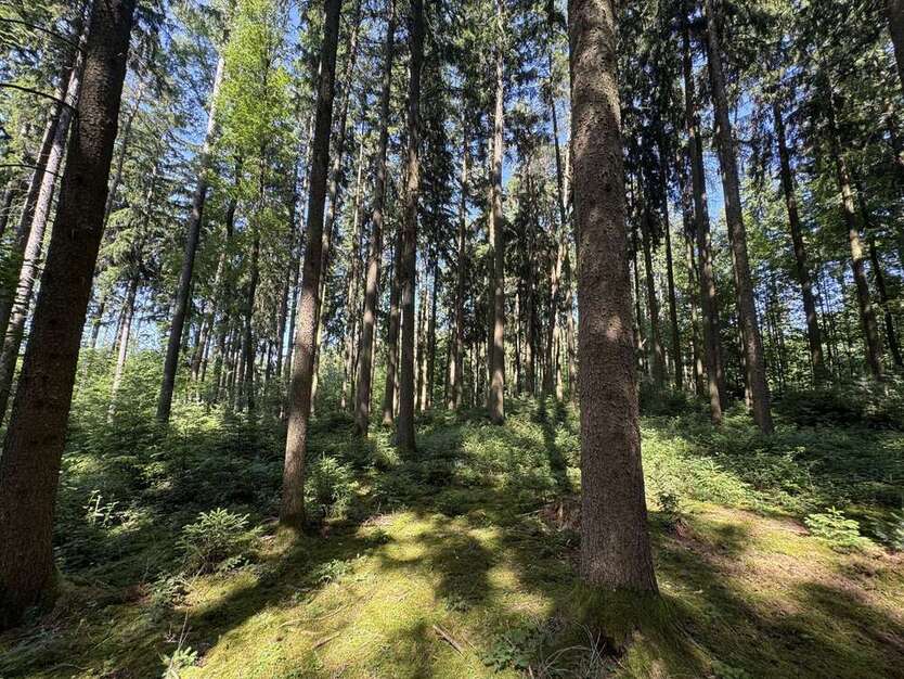 Grundstück in Ergoldsbach Langenhettenbach 158.400 € 31680 m² zimmer