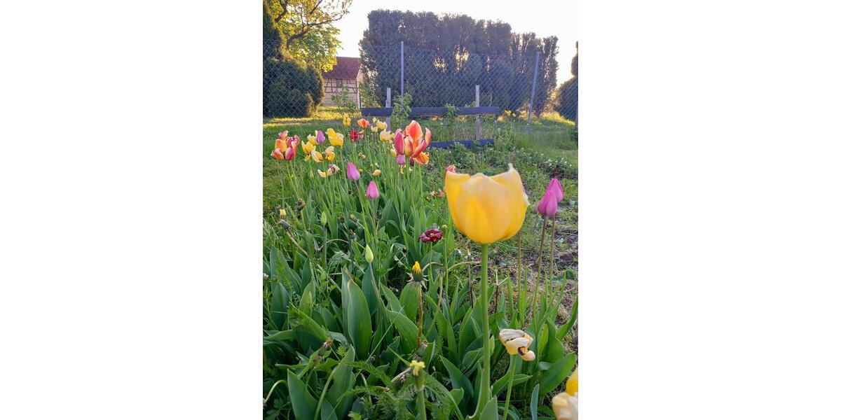 sonniger Eigentumsgarten, Privatgrundstück, Eigentumsland zimmer