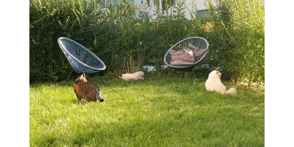 Erdgeschoßwohnung Freiburg im Breisgau Brühl - 2 Zimmer, 69 m&sup2;, 1.350&euro; | Angebot:24787209