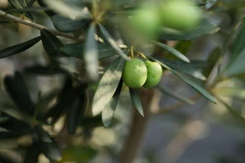 Einfamilienhaus Meißen - 5 Zimmer, 122 m&sup2;, 514.965&euro; | Angebot:26278669