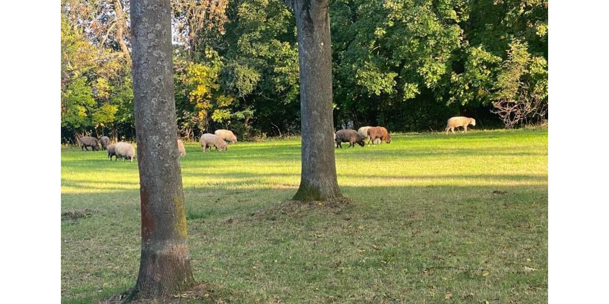 Erdgeschoßwohnung Mainz Bretzenheim - 2 Zimmer, 60 m&sup2;, 1.295&euro; | Angebot:25248887