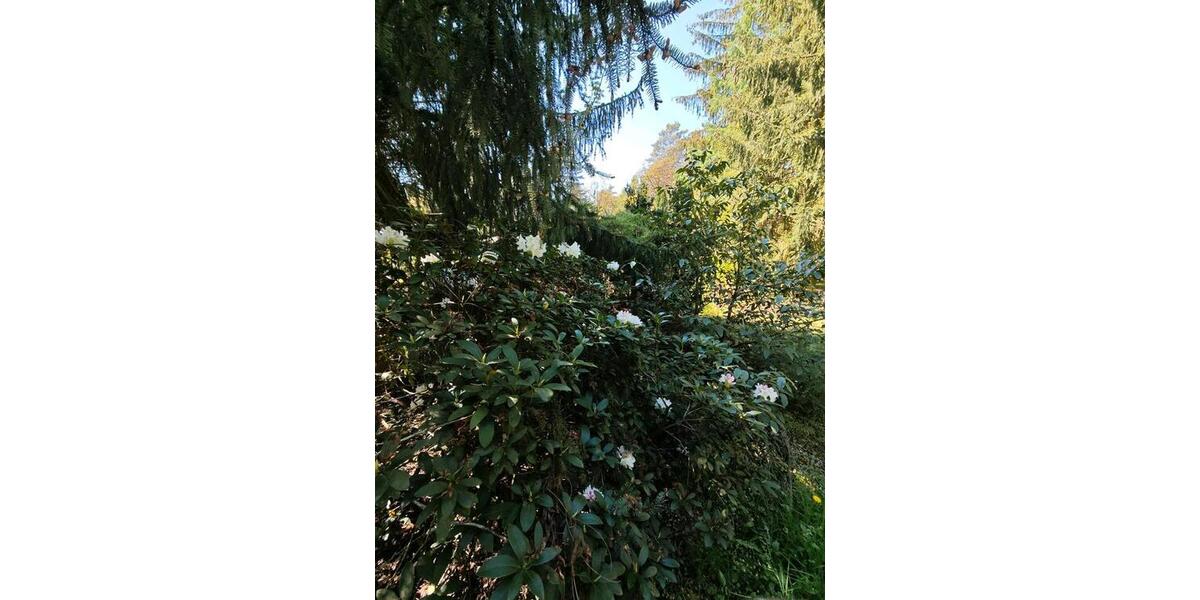 Bungalow Schorfheide - 30.000&euro; | Angebot:26886107