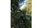 Bungalow Schorfheide - 30.000&euro; | Angebot:26886107