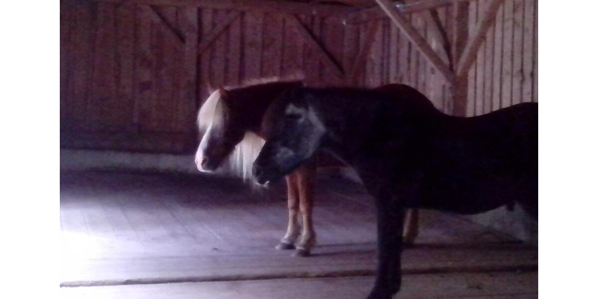 Wohnen mit Pferden zimmer