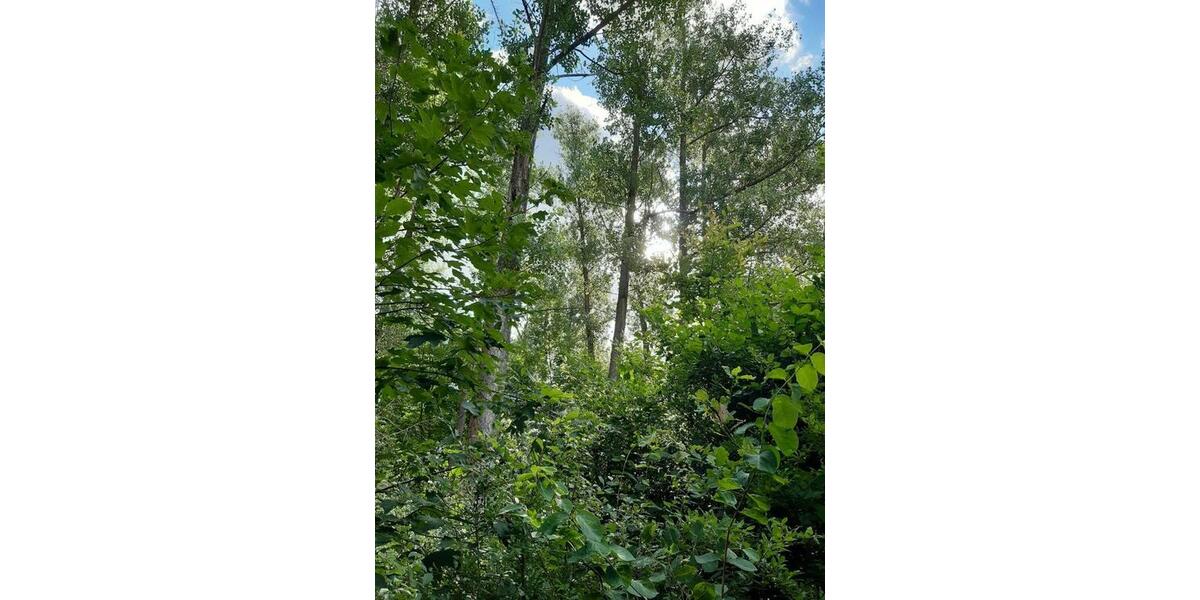 Grundstück Weißenborn - 24.280&euro; | Angebot:9488676