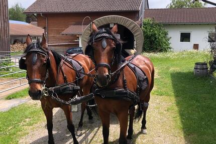 Wohnung auf dem Bauernhof, Ferienwohnung 1 zimmer
