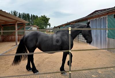PFERDERANCH, REITANLAGE, TRAUMHAUS, SPITZENPREIS - Einfamilienhaus Meckenbach | Angebot:26373625